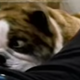 Image for article titled Today's as good a day as any to remember Poochinski, the failed pilot about a talking detective bulldog